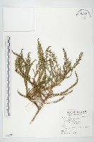 茵蔯蒿藏品圖，第1張