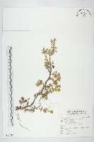 蟛蜞菊藏品圖，第1張