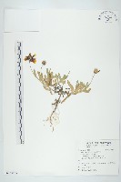 天人菊藏品圖，第1張