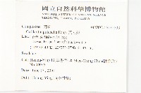 天人菊藏品圖，第2張