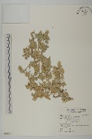 臺灣濱藜藏品圖，第1張