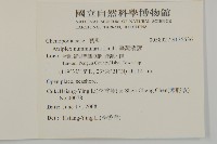 臺灣濱藜藏品圖，第2張