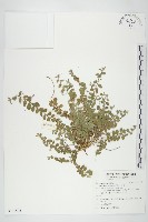 土丁桂藏品圖，第1張