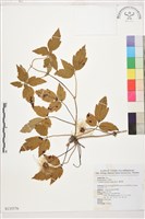 繡球藤藏品圖，第1張