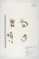 高山佛甲草藏品圖，第1張