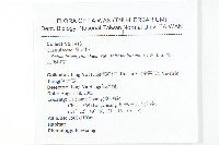 高山佛甲草藏品圖，第2張