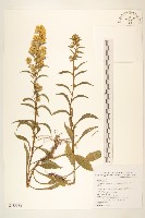 一枝黃花藏品圖，第1張