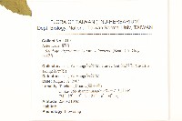 一枝黃花藏品圖，第2張