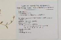 玉山石竹藏品圖，第2張