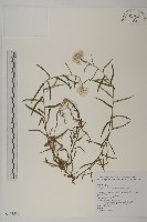 玉山抱莖籟簫藏品圖，第3張