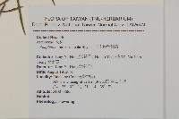玉山抱莖籟簫藏品圖，第4張