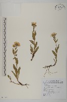 雪山馬蘭藏品圖，第1張