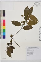 桶鉤藤藏品圖，第1張