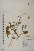 昭和草藏品圖，第1張