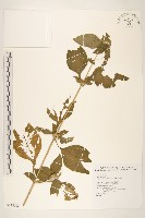 金腰箭藏品圖，第1張