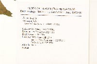 金腰箭藏品圖，第2張