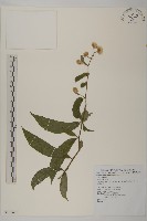 大頭艾納香藏品圖，第1張