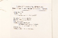 直莖鼠麴草藏品圖，第2張