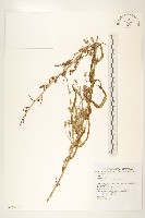 鵝仔草藏品圖，第1張