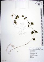 倒地蜈蚣藏品圖，第1張