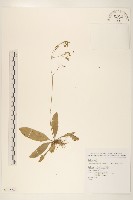 刀傷草藏品圖，第1張