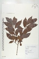 山紅柿藏品圖，第3張