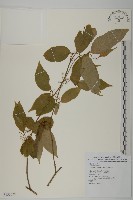 佩羅特木藏品圖，第1張