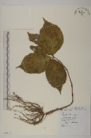 臺灣及己藏品圖，第1張