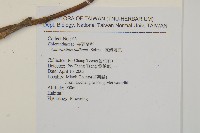 臺灣及己藏品圖，第2張