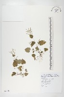 日本焊菜藏品圖，第1張