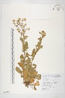 山芥菜藏品圖，第1張