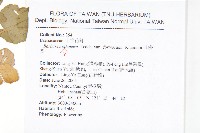 山芥菜藏品圖，第2張