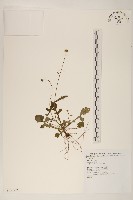 矮菊藏品圖，第1張