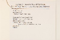 矮菊藏品圖，第2張