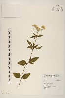 台灣澤蘭藏品圖，第1張