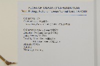 草珊瑚、紅果金粟蘭藏品圖，第2張