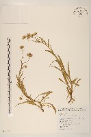 福山氏飛蓬藏品圖，第1張