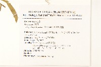 福山氏飛蓬藏品圖，第2張