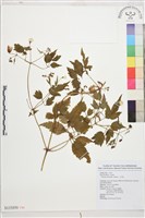 小木通藏品圖，第1張