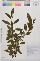 畢祿山鼠李藏品圖，第1張