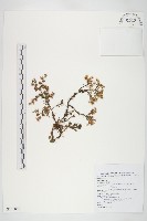 高山佛甲草藏品圖，第1張