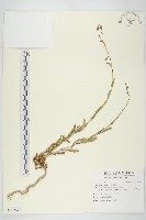 刺萵苣藏品圖，第1張