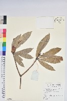 蜡葉杜鵑藏品圖，第1張