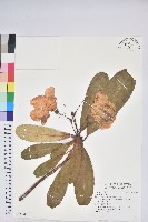 登錄號:S135881藏品圖，第1張