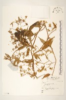 登錄號:S135888藏品圖，第1張