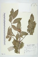 登錄號:S135920藏品圖，第1張