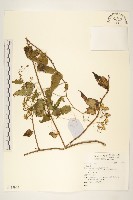 登錄號:S135929藏品圖，第1張