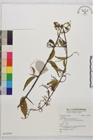 登錄號:S135934藏品圖，第1張