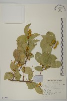 苦皮藤藏品圖，第1張