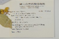 苦皮藤藏品圖，第2張